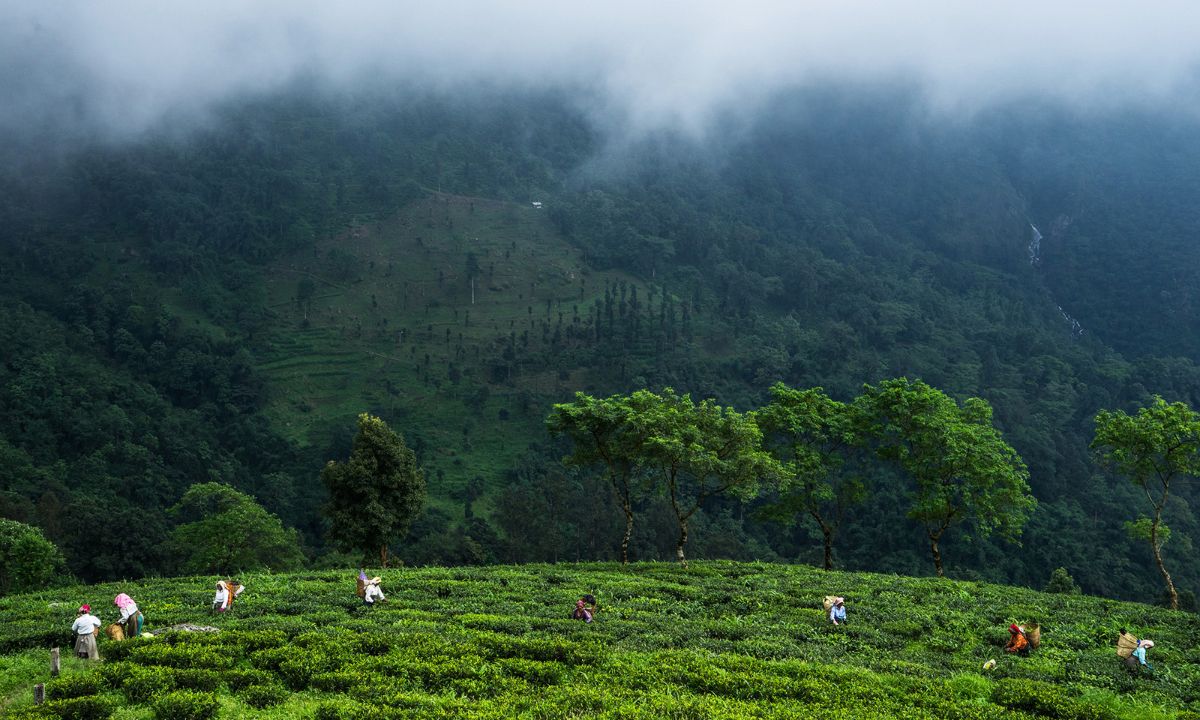 Makai Bari Tea Estate Kurseong