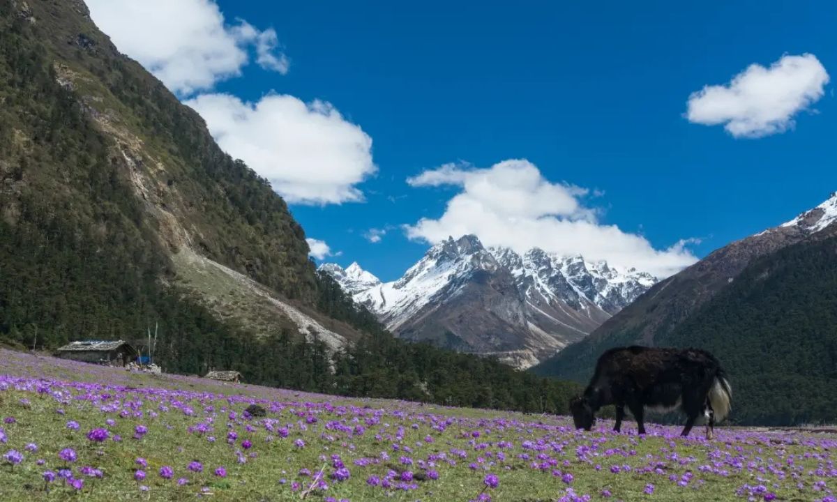 Yumthang Valley, Sikkim