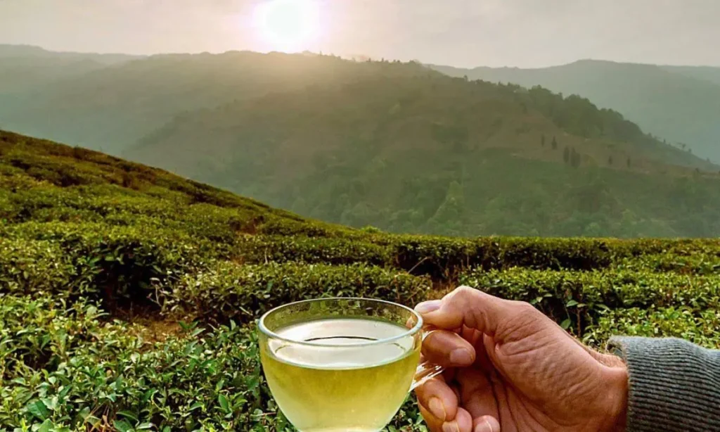 Travelers Guide to Castleton Tea Garden Kurseong