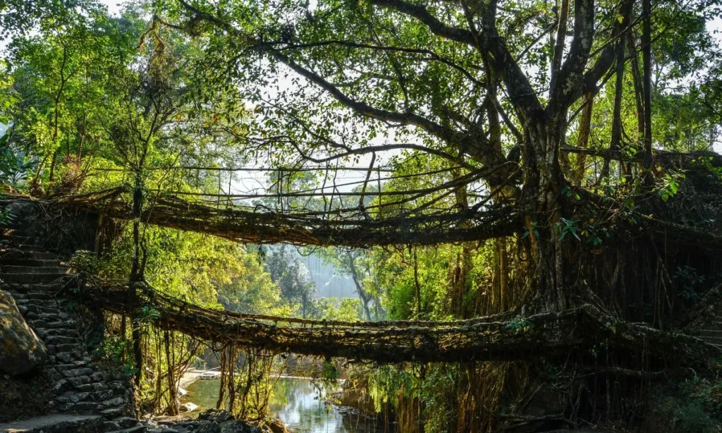 Double Decker Living Root Bridge