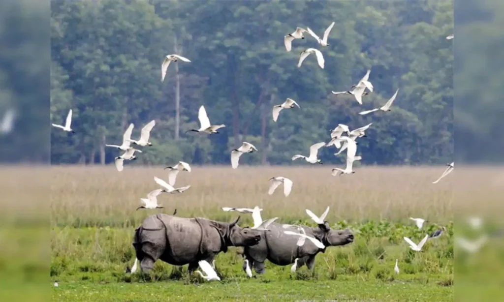 Kaziranga National Park