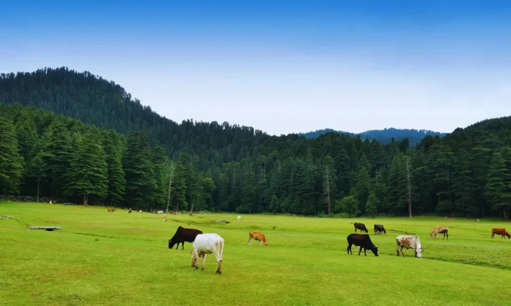 Horse Riding near the Meadow Khajjiar